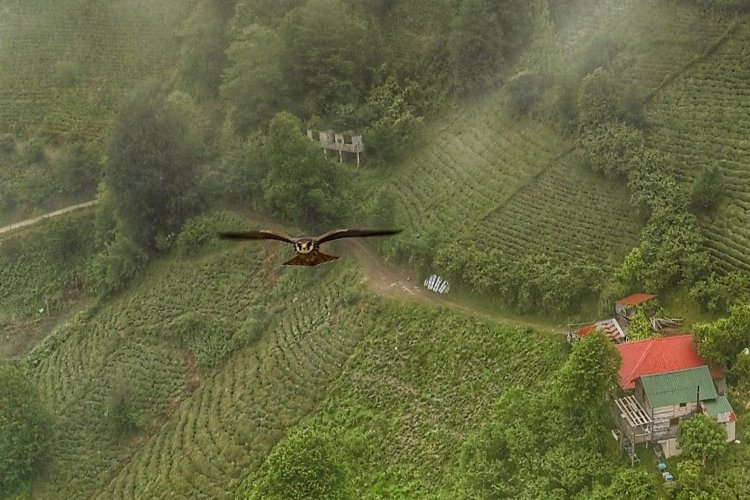 Artvin'de gökdoğan drone tarafından görüntülendi