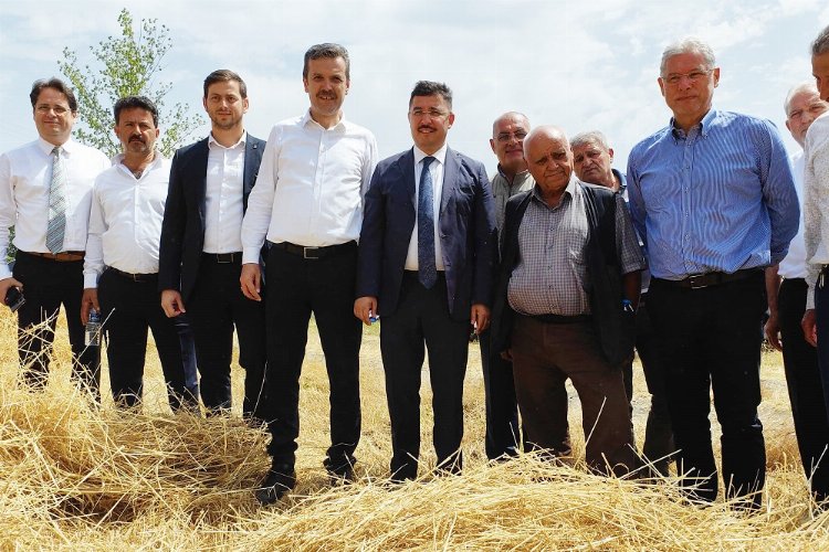 Mudanya'da yeni çeşit buğdaylara hasat